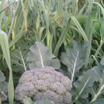 Broccoli and other Brassica