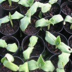 Cucurbit seedlings