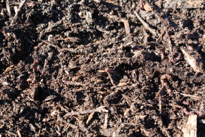 and at the end ...compost!