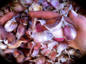 the best of last years garlic saved as seed