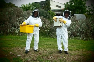 Collecting Honey at Fair Harvest
