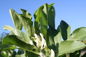 Ode to the Broad Bean 