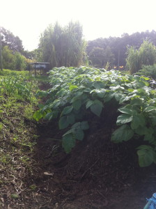 newly planted spuds