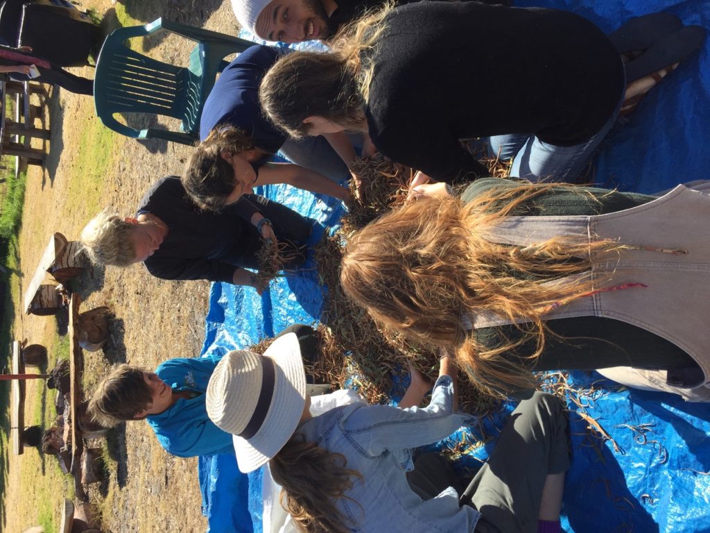Group of happy young people sorting seeds on a blue tarp